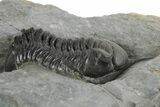 Morocconites Trilobite Fossil - Ofaten, Morocco #347295-2